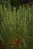 Artemisia abrotanum RCP08-06 097.jpg